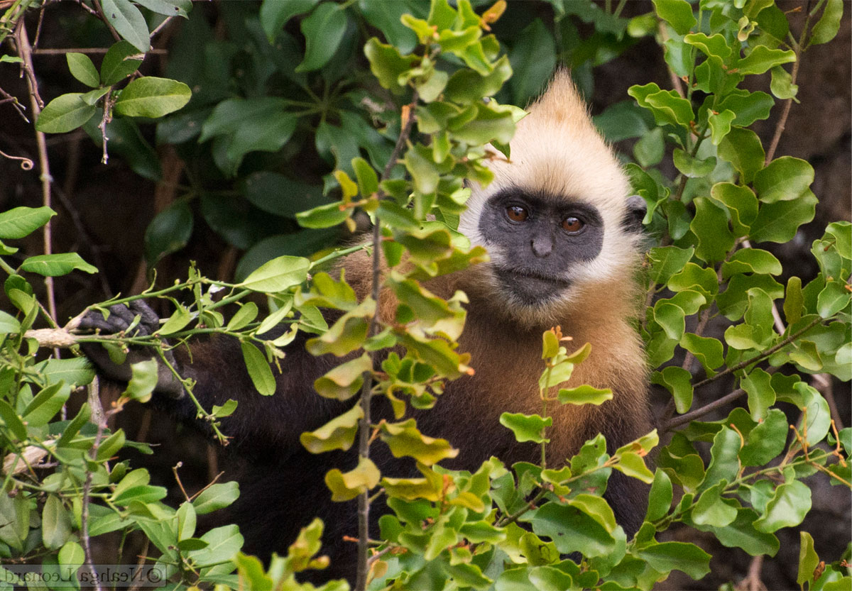 Save The Langur Campaign